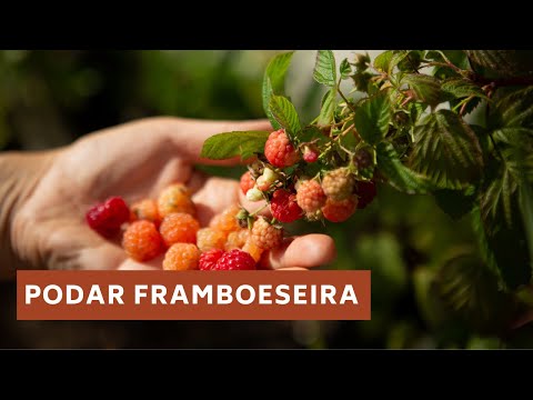 Vídeo: Quando podar framboesas de outono - Como podar uma planta de framboesa de outono