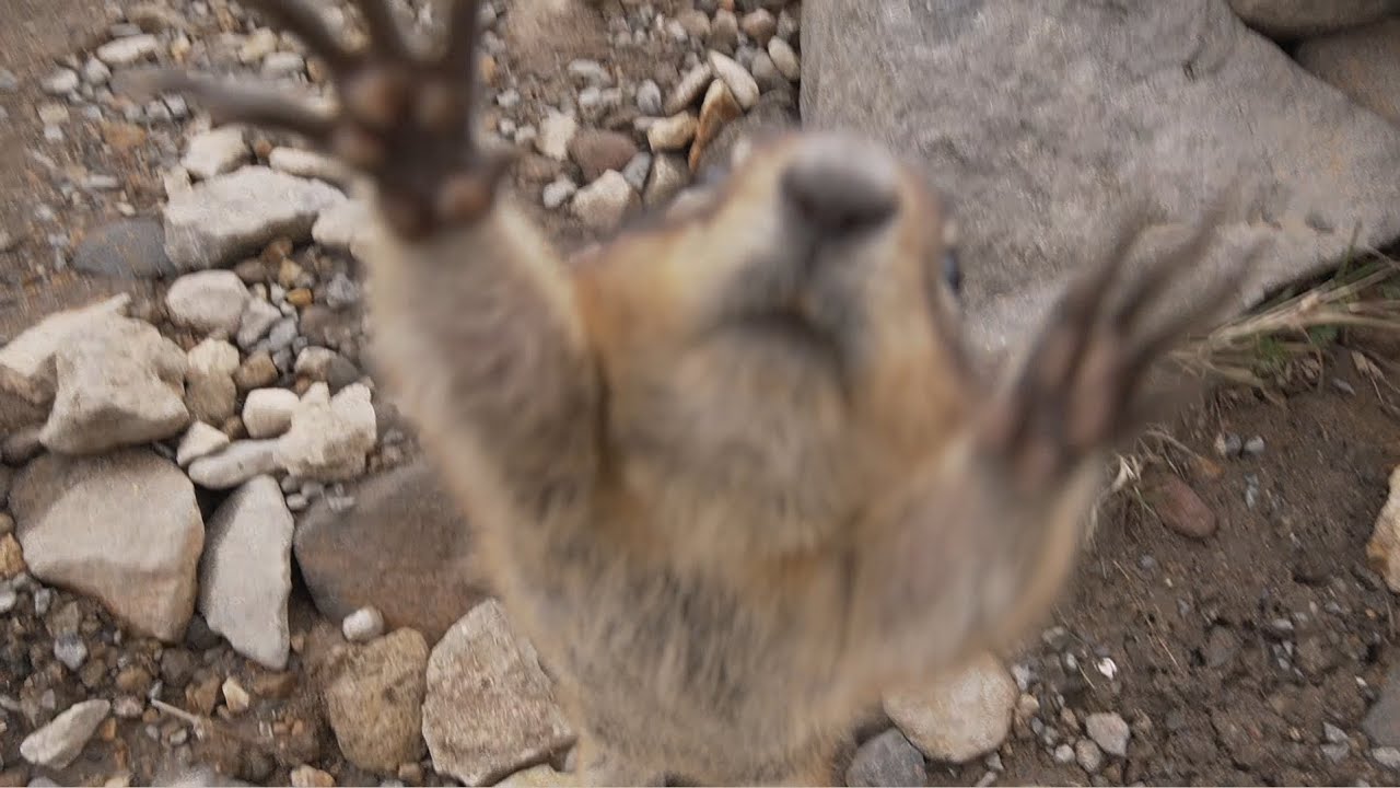 Chipmunks Skyline Trail Mt Rainier National Park YouTube