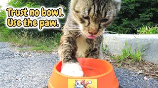 Chat Errant Affamé Mange Depuis La Voiture Rc Mais Reste Sur Ses Gardes