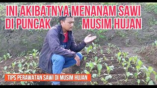 Ini Tips Perawatan Menanam Sawi di Puncak Musim Hujan