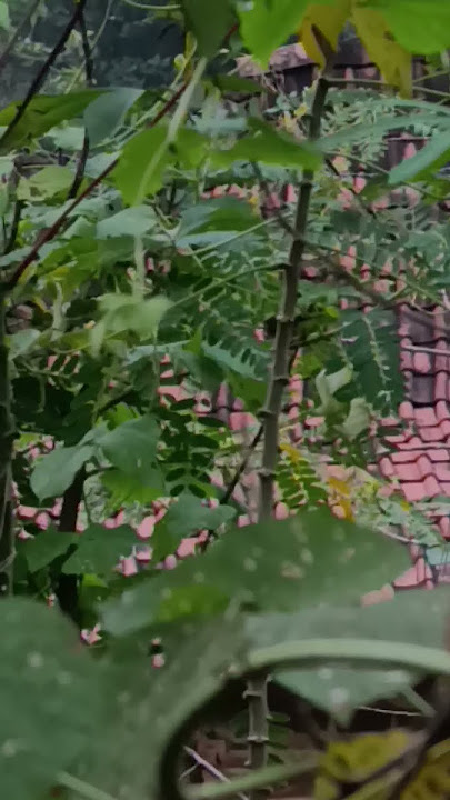 burung mampir didepan rumah,,, #burungkicau #burangprenjak #maniaburung #burung #burungjinak