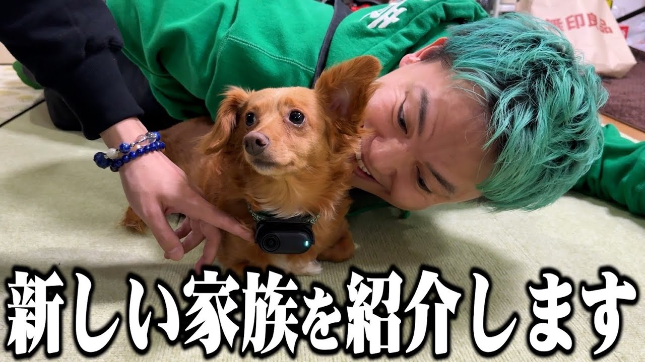 1年間隠していた可愛すぎる愛犬を初公開/6人と1匹の1日ルーティン【最強のチワックス】