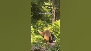 Gibbons Reunite With The Most Heartwarming Hug! ❤️🥹🐒