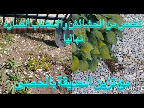 فيديو: نباتات الحدائق العدوانية - التعامل مع الحشائش الغازية في الحديقة