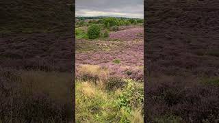 Nature #travel #nature #view #colors #posbank #netherlands #nationalpark #enjoy #landscape #scenery