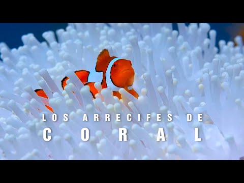 Video: La fabulosa belleza de un arrecife de coral, o ¿Qué es un coral?