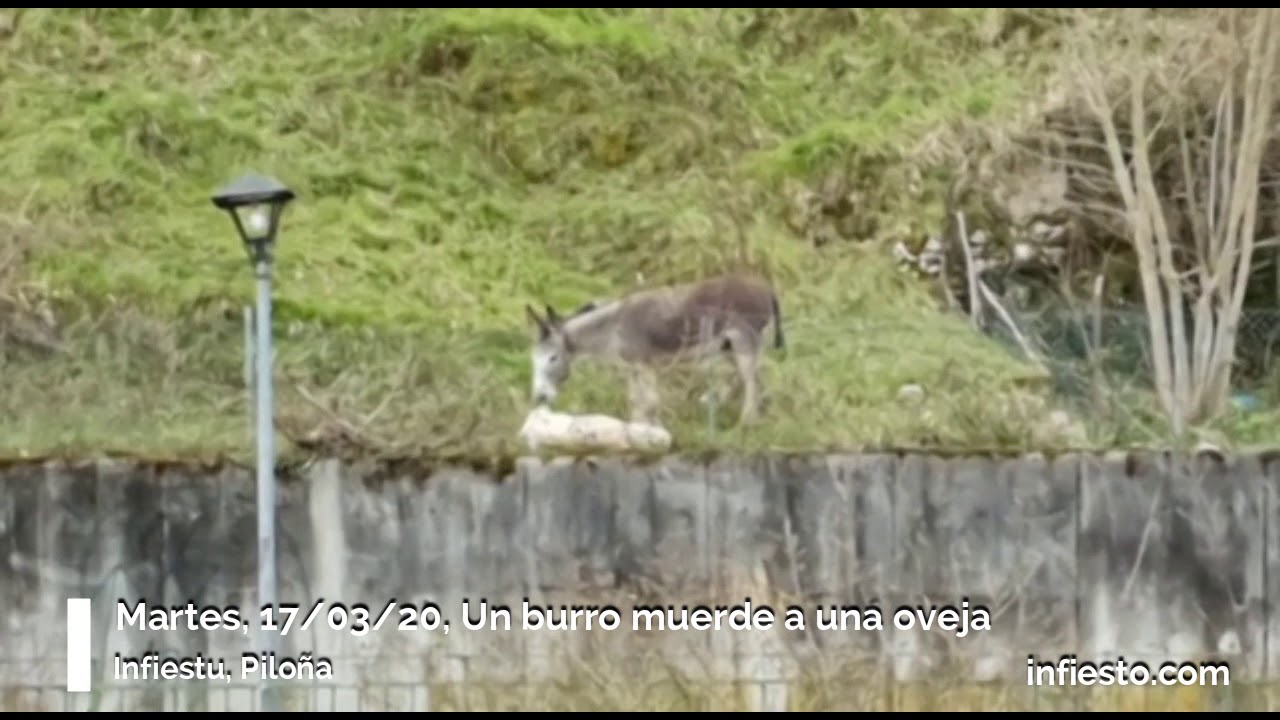 Un burro muerde a una oveja en Infiesto