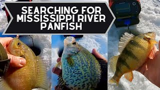 In Search of Mississippi River Backwater Panfish | Fishing New Areas for Ice Fishing Success