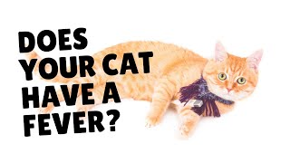 How To Tell If Your Cat Has A Fever | Two Crazy Cat Ladies