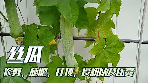EP30絲瓜的修剪，施肥，打頂，授粉以及壓蔓 （CC字幕） - 天天要聞