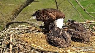 Decorah Eagles  North Nest 30.04.2024