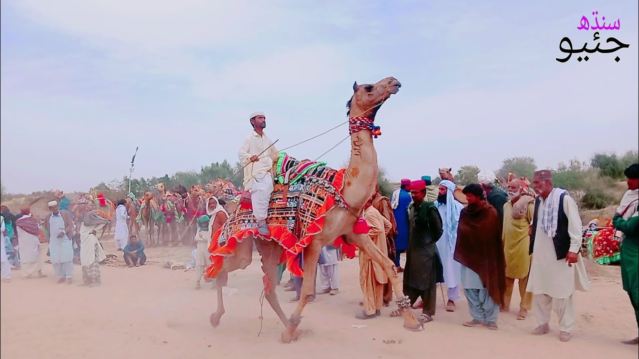 Camel racing traditional game of Sindh sukkar hadar Shah thar  geosindh video camel