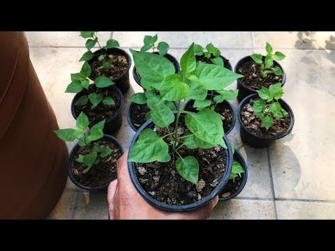 Video: Cultivo de chiltepín: cómo cuidar las plantas de pimiento chiltepín