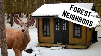 A Year of Wildlife at Our Off-Grid Tiny Cabin