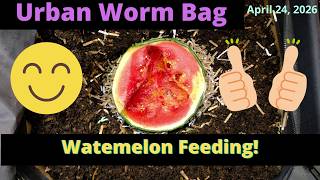 European Nightcrawler Population Explosion? UWB Update & Baby Worms | April 24, 2026