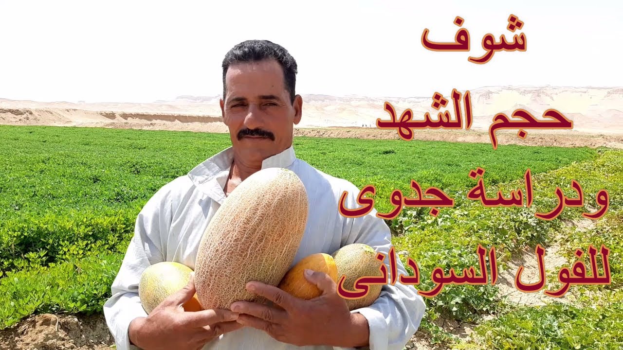 زراعة البرسيم الحجازي في السودان Posts Facebook