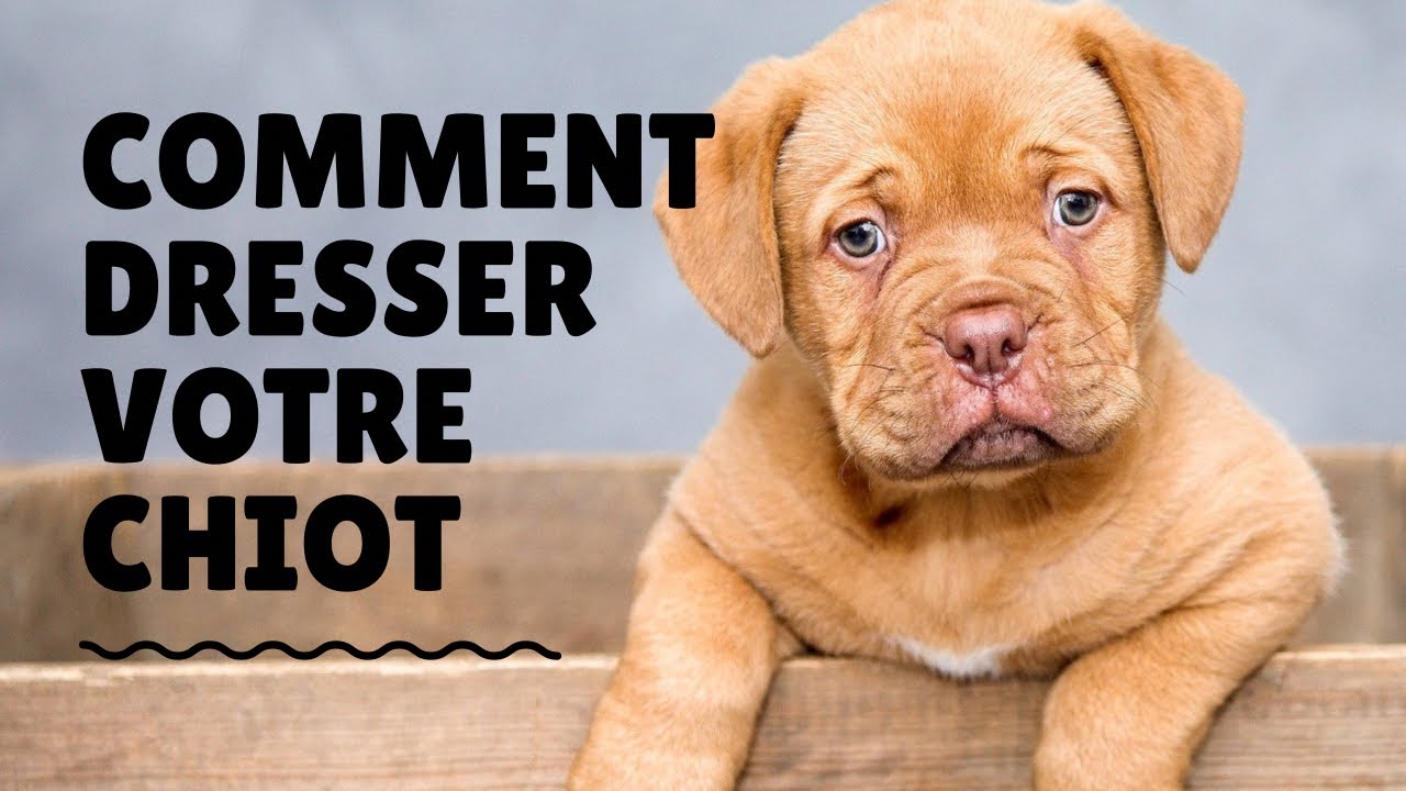 Chiot A La Maison | Ventana Blog