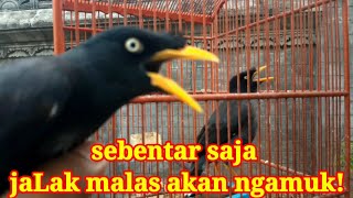 SUARA DUET JALAK KEBO MATA PUTIH VS KUNING/YG MALAS BUNYI AKAN NGAMUK!