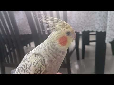 My birds apple nagutom cockatiel