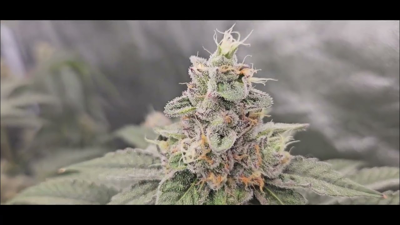 Growing Alien 👽 glue + Hellfire....Coastal mary seed co..Frosted ladies 👀