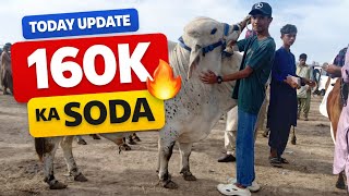 Mirpur Sakro Mandi Update Today | Latest Rates & Situation | Dynamic Update
