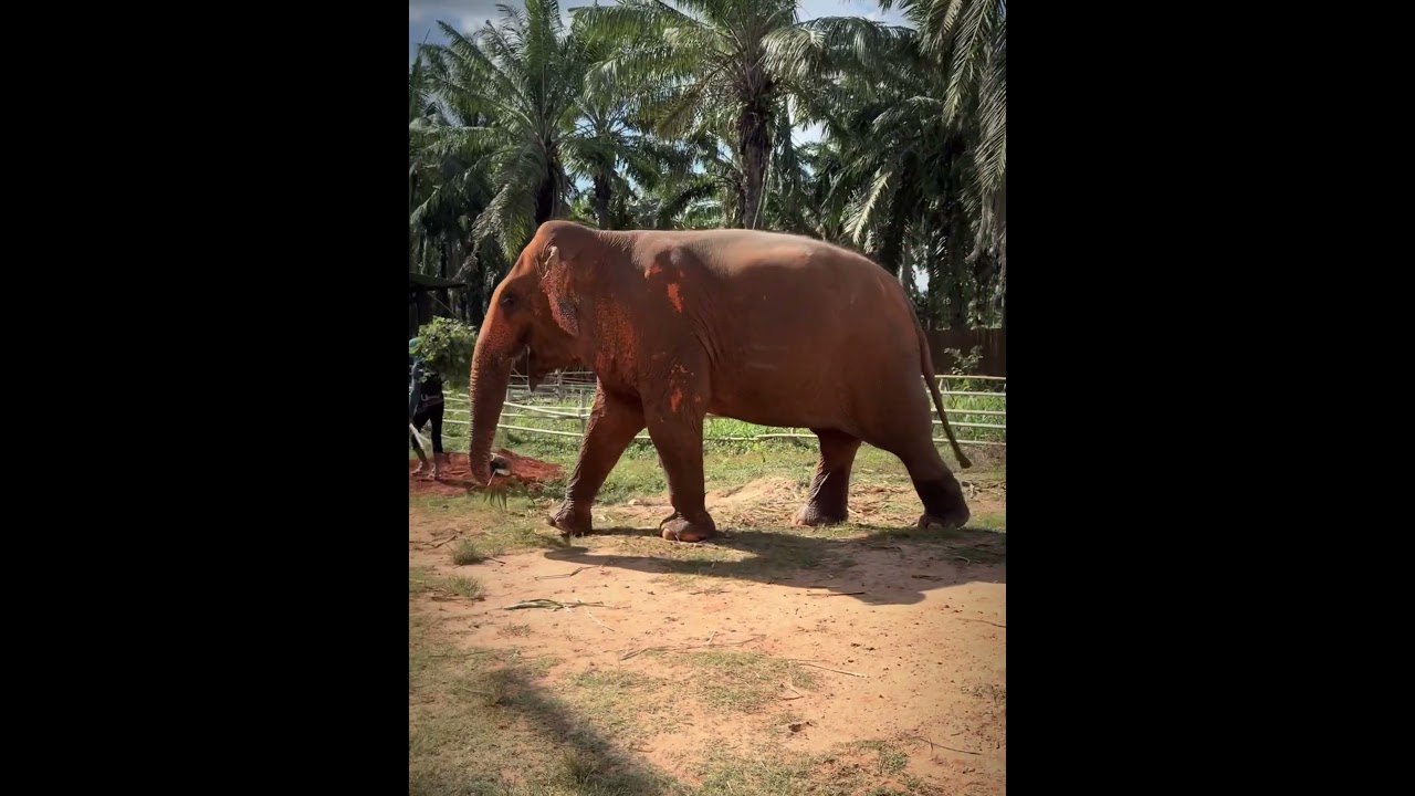 Santuário de Elefante Krabi, Tailândia adlı videoyu YouTube'da izle Santuário de Elefante Krabi, Tailândia adlı videoyu YouTube'da izle