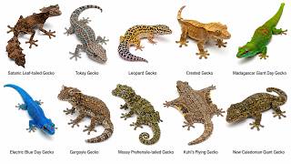 Every Gecko Type Explained in 11 Minutes | Animal Life