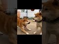 姉柴犬にマウントを取られて兄柴犬に八つ当たりする子犬(巨)