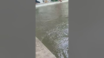 Tôm càng xanh #shorts