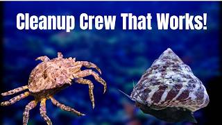 5 Reef Tank Cleanup Crew Animals That ACTUALLY Work!