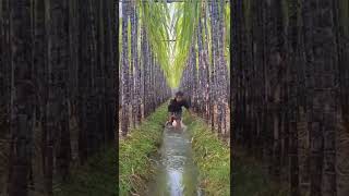 Sugarcane Farming Techniques  Soil And Watering Sugarcanes Field This Way #satisfying #short
