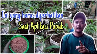 Cara Pemupukan Jahe Dalam Polybag