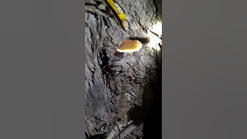 vườn cao su có nấm linh chi mọc ở trên cây khơ nia