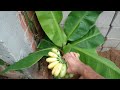 Como plantar banana ouro