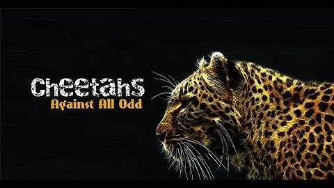 Cheetahs  Against All Odds