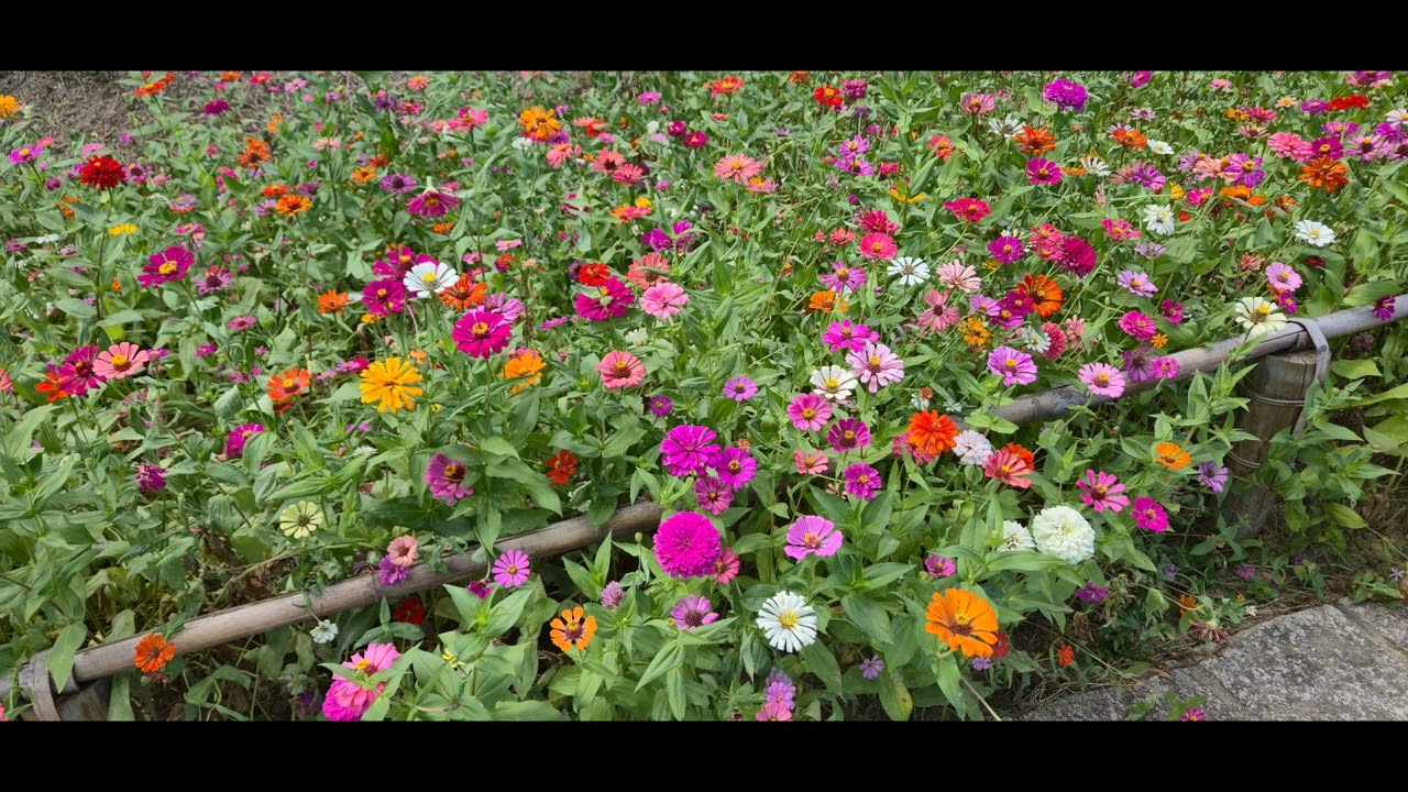 2025,10,7 貓空樟樹步道,指南宮大雄寶殿滿月（4）