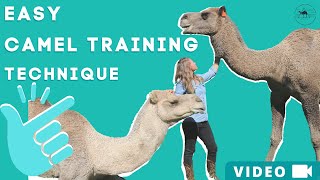 Camel Training  Easy Technique!