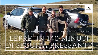 CACCIA ALLA LEPRE IN MONTAGNA CON I SEGUGI ITALIANI (Ep.38)  lepre presa dai cani in seguita