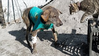 The rescuers found a Stray Dog on the Roadside, suffering from the Worst case of Mange.
