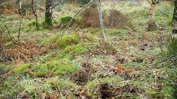 Restoring Hardknott Forest: Conclusive proof that sheep are jealous of woodcock.