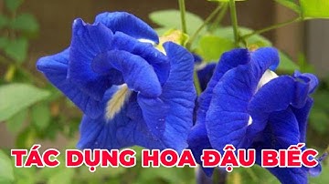 Tác dụng và tác hại của hoa đậu biếc - Kênh Hướng Dẫn