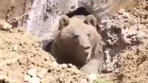 Angry 10 feet Grizzly BEAR accidentally woken up from Hibernation by construction crew! Watch! - DayDayNews
