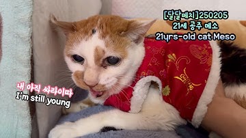 21세 노묘 메소_21살 노묘도 잘 놀 수 있다구욧_ She’s 21 years old, but still young!