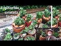 COMO FAZER MUDAS DE EUPHORBIA CRISTATA LACTEA