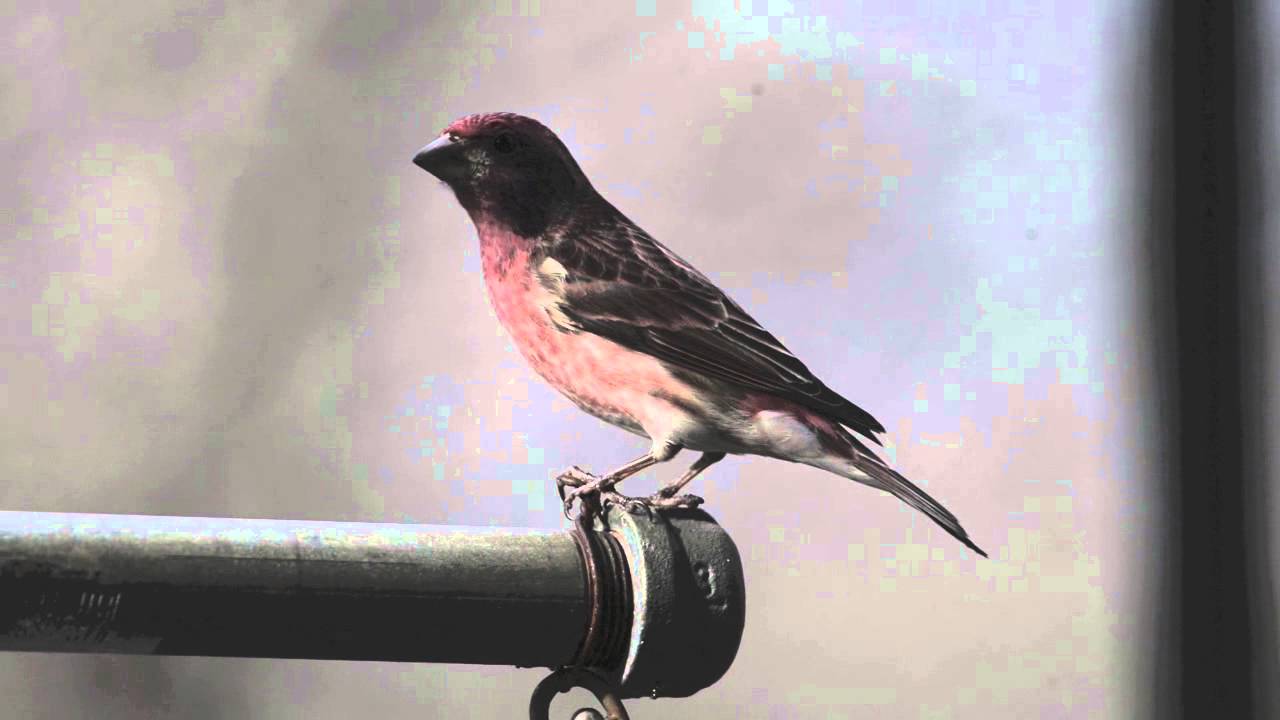 female education paragraph Purple Finches