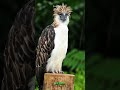 Unlocking secrets of the majestic philippine eagle shorts buzzbilt