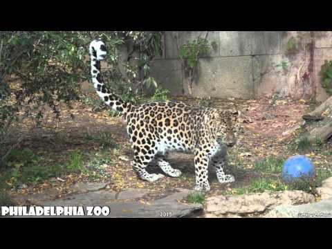 Philadelphia Zoo Amur Leopard Leaving His Mark on Territory