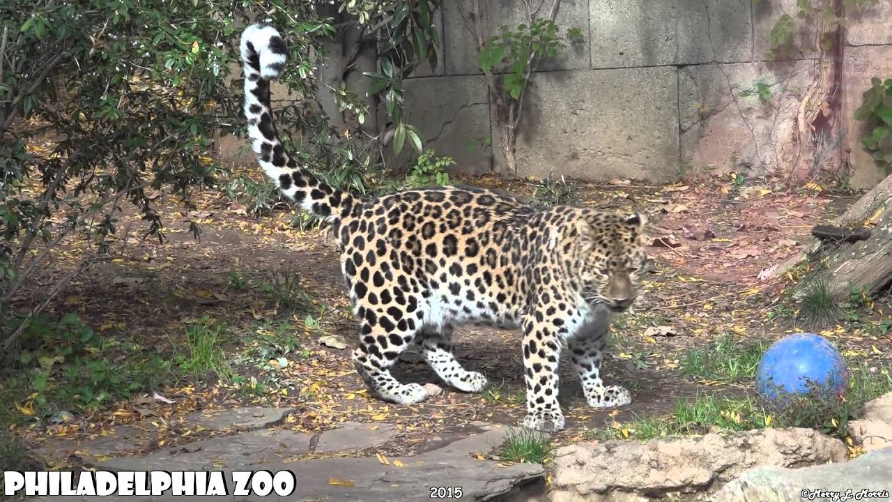 Philadelphia Zoo Amur Leopard Leaving His Mark on Territory - YouTube