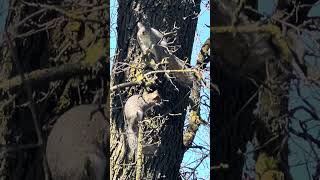 Three squirrels playing ￼🐿️