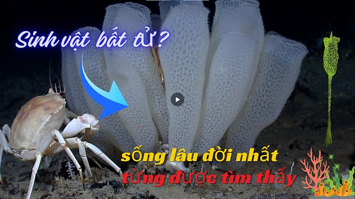 Loài Động Vật Sống Thọ Nhất Thế Giới – Bọt Biển Thủy Tinh
